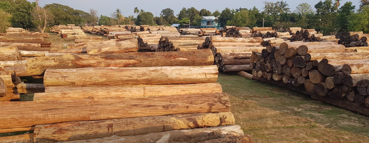 Teak logs stockpiled in Myanmar