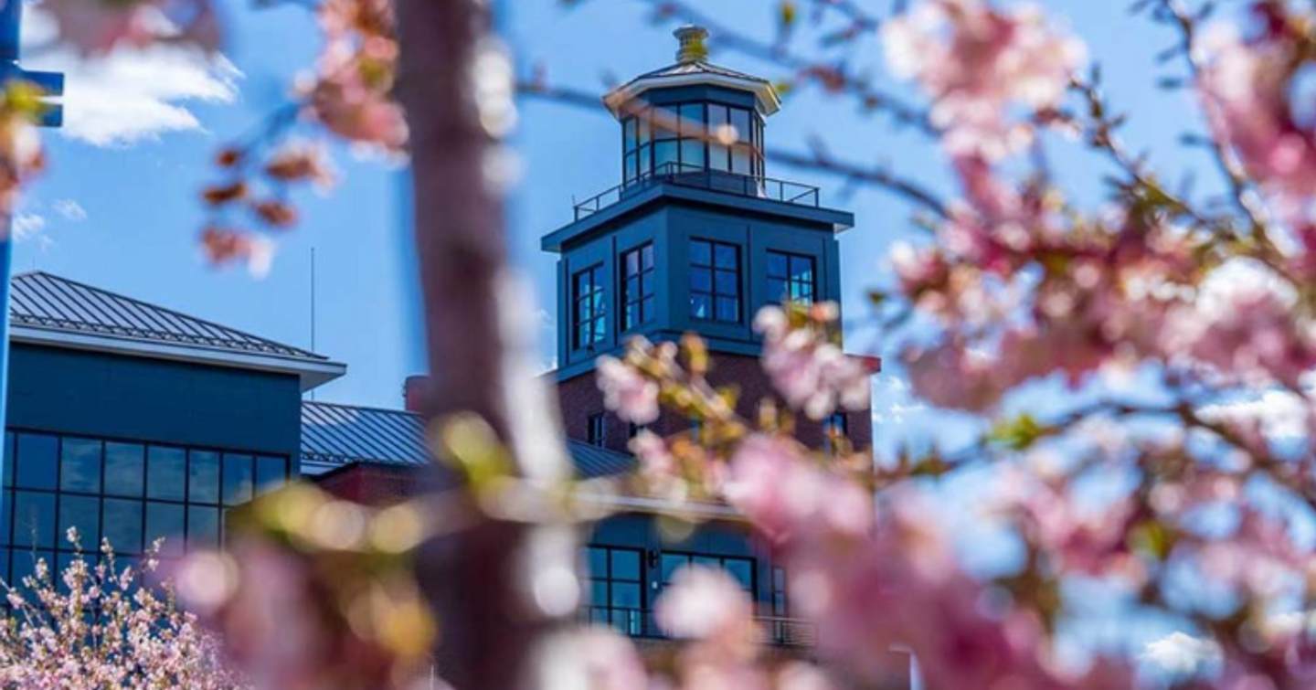 Building in Bridgeport, USA in the background of a pink blossom tree.