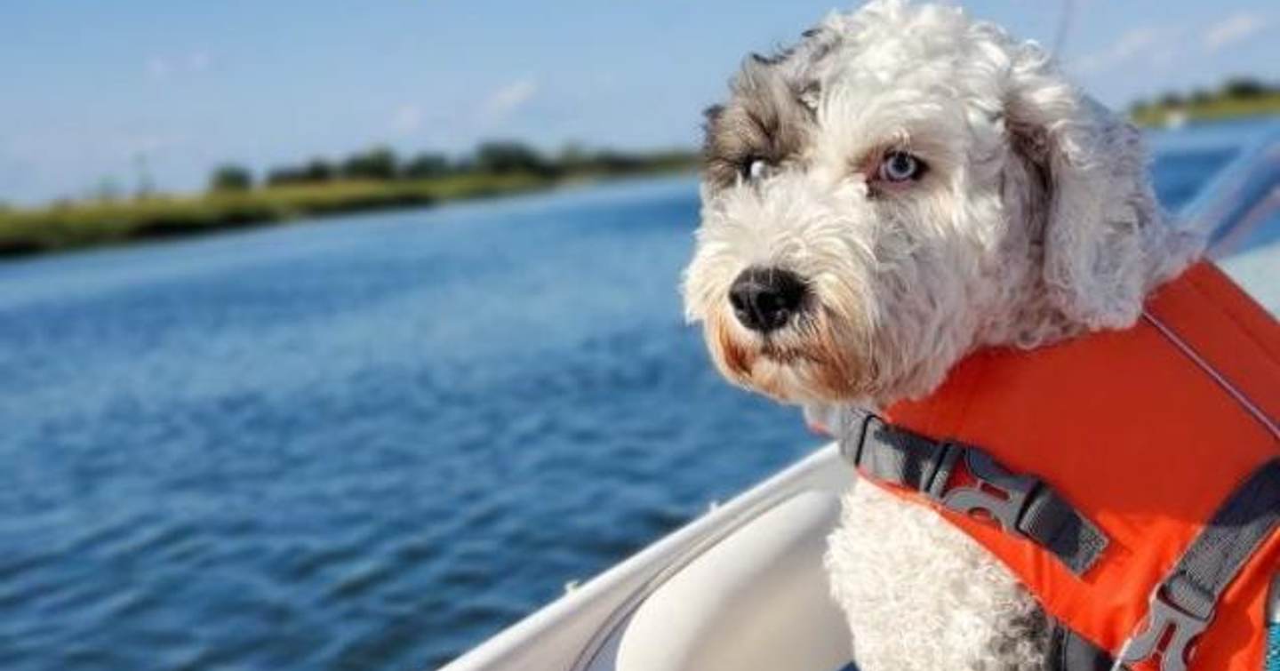 dog in life jacket