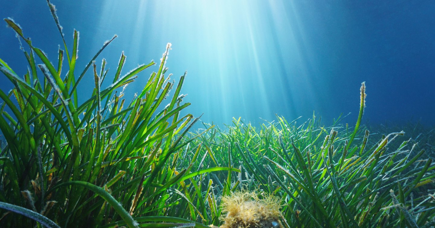 Posidonia oceanica meadow 