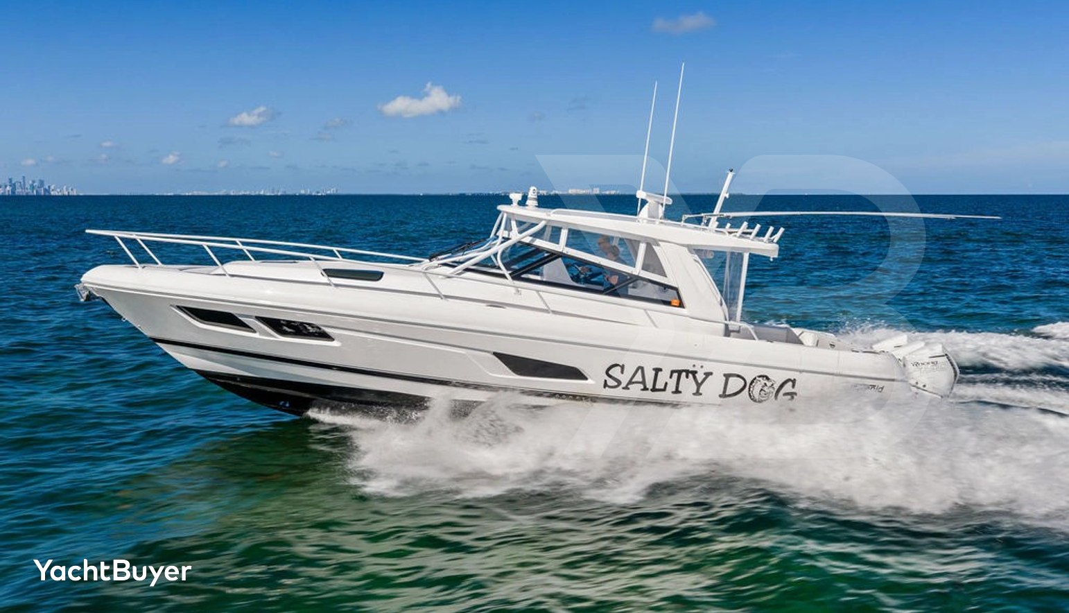 Salty Dog