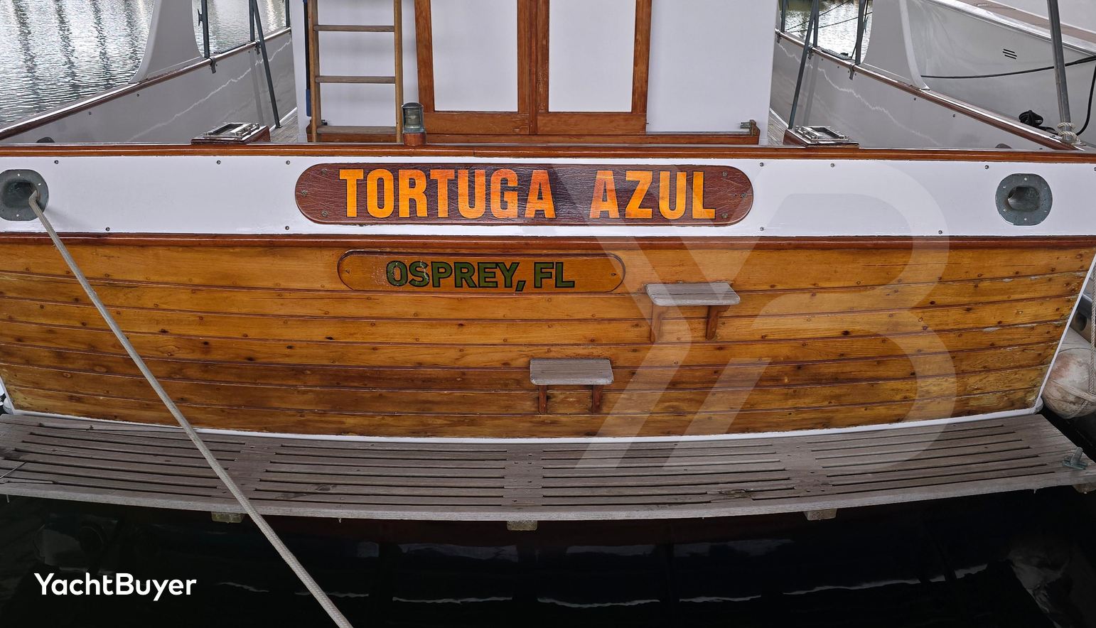 Tortuga Azul