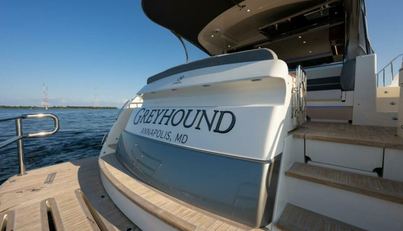 Greyhound For Sale image17