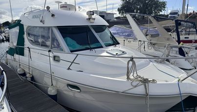 Moggy For Sale image16