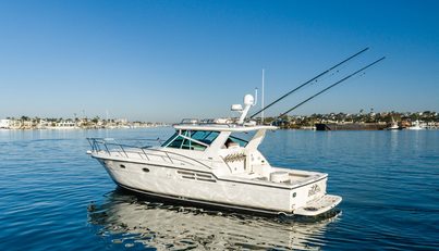 Bluefin For Sale image6