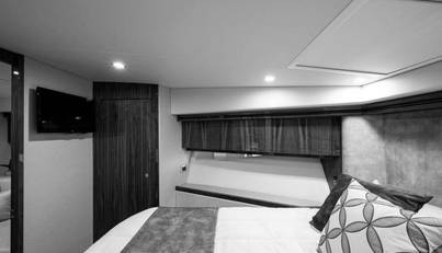 Greyhound For Sale image49