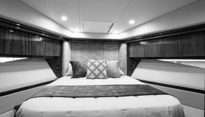 Greyhound For Sale image45