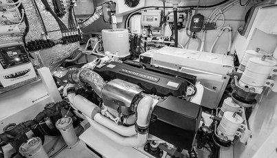 Bald Eagle For Sale image82