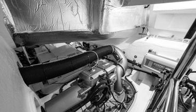 Greyhound For Sale image86