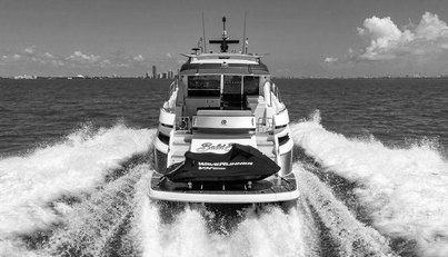 Bald Eagle For Sale image11