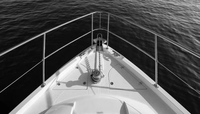 Greyhound For Sale image11