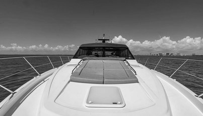 Bald Eagle For Sale image29