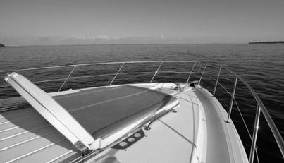 Greyhound For Sale image10