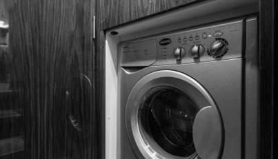 Greyhound For Sale image72