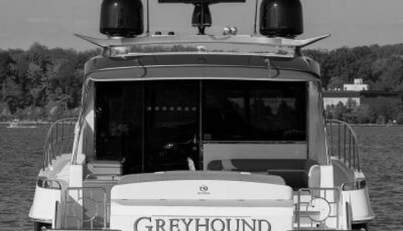 Greyhound For Sale image6