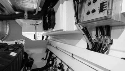 Greyhound For Sale image79