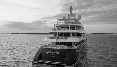 AMARYLLIS For Sale image30