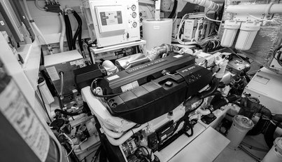 Bald Eagle For Sale image81