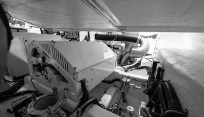 Greyhound For Sale image87