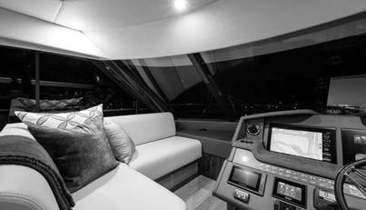 Greyhound For Sale image43