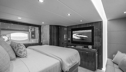 Bald Eagle For Sale image61