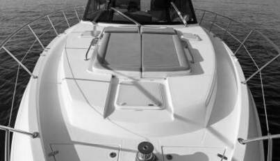 Greyhound For Sale image8