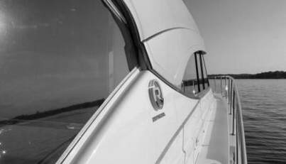 Greyhound For Sale image12