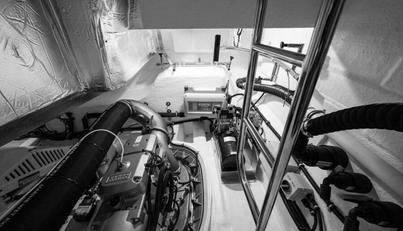 Greyhound For Sale image85