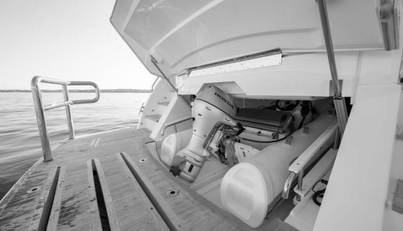 Greyhound For Sale image19