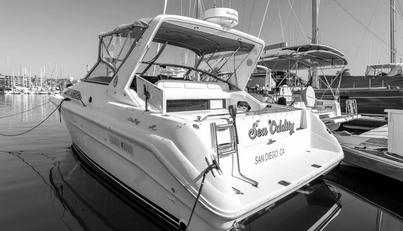 Sea Oddity For Sale image7