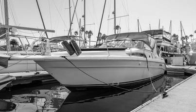 Sea Oddity For Sale image5