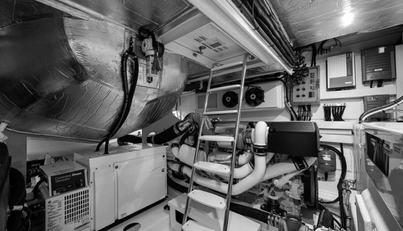 Greyhound For Sale image76