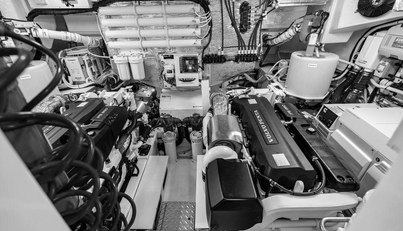 Bald Eagle For Sale image80