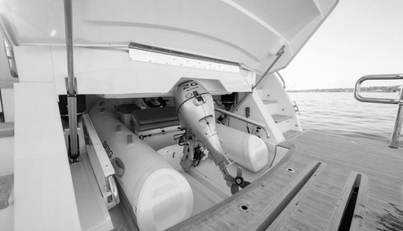 Greyhound For Sale image18