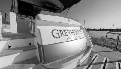 Greyhound For Sale image13