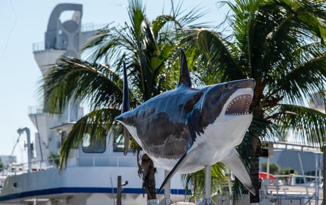 shark installation at yacht show