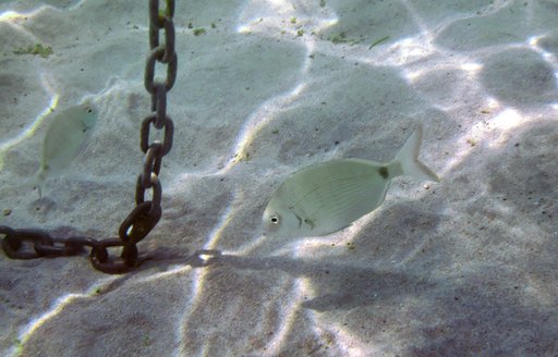 anchor chain on seabed at point of rising to the yacht