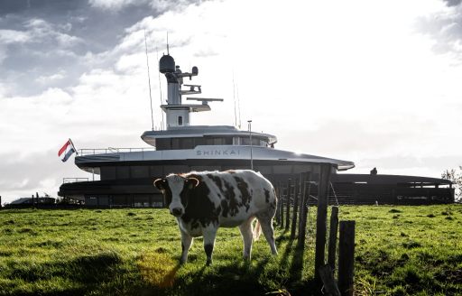 Cow in foreground with Feadship superyacht SHINKAI in background