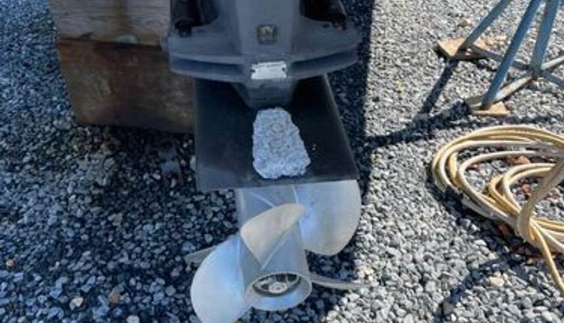 SEAHORSE For Sale image41