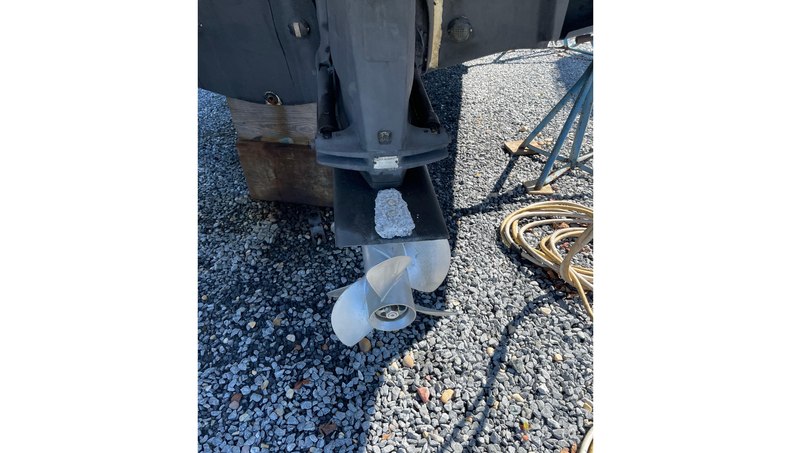 SeaHorse For Sale image41