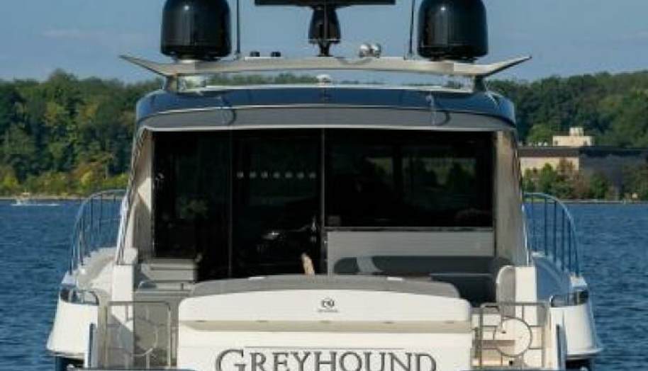 Greyhound for sale 6