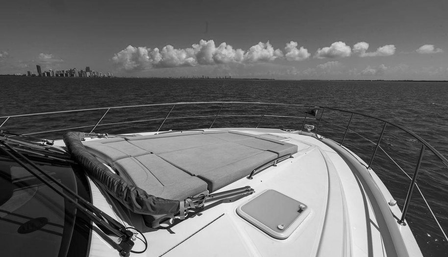 Bald Eagle for sale 26