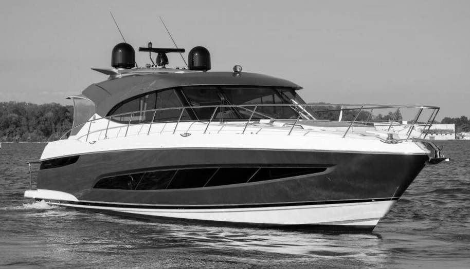 Greyhound for sale 1