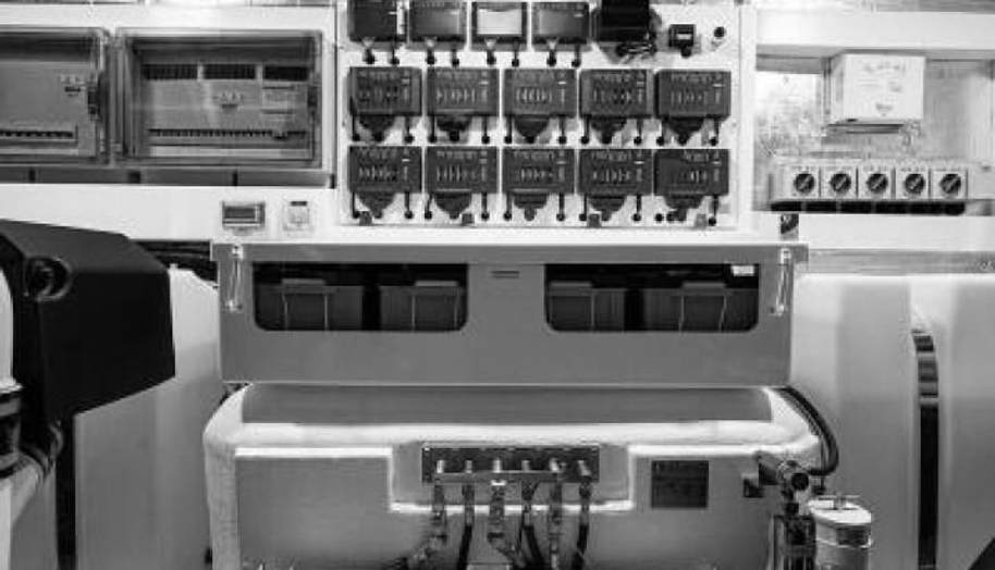 Greyhound for sale 81