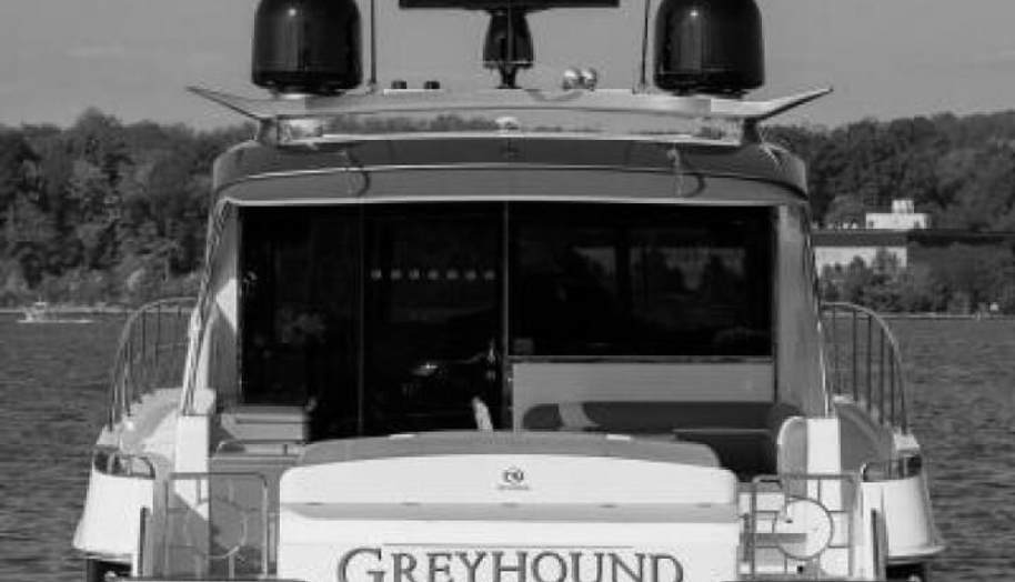 Greyhound for sale 6