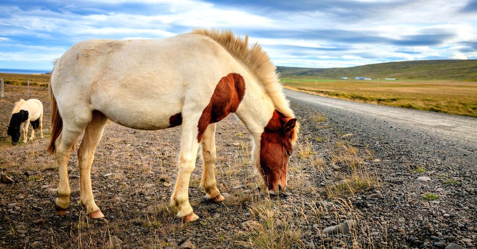 horse grazing