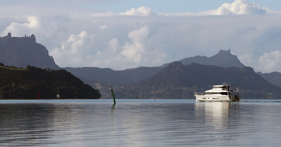 Mollymawk on water with scenic backdrop of hills